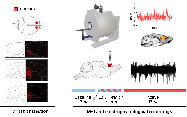 Research - Functional Neuroimaging - IIT