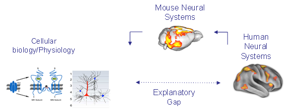 Research - Functional Neuroimaging - IIT