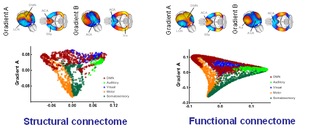 Research - Functional Neuroimaging - IIT