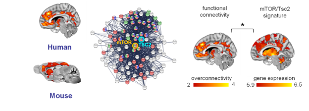 Research - Functional Neuroimaging - IIT